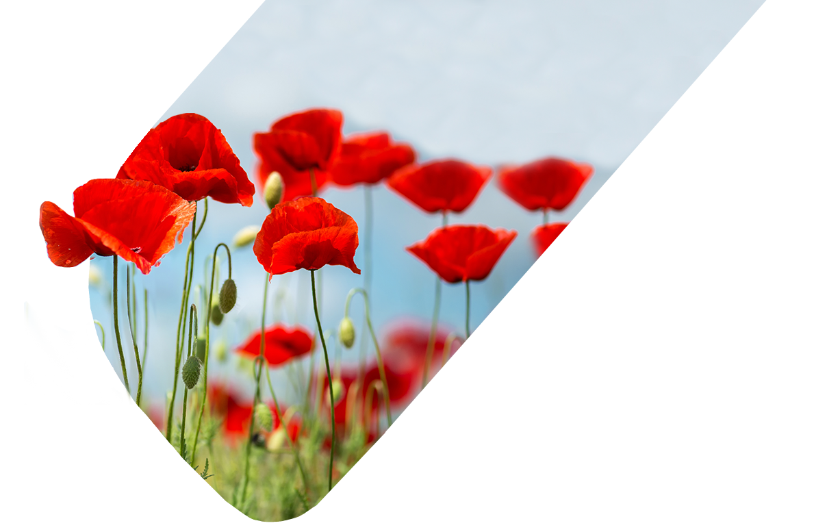 Primary Workshops for Schools